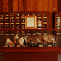 Display of sea shells.